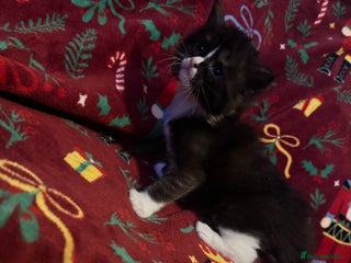 Maine Coon cats - Advert 10