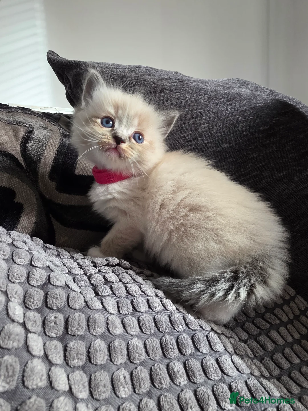 Ragdoll cats for sale: Gorgeous Ragdoll Kittens - Advert 3