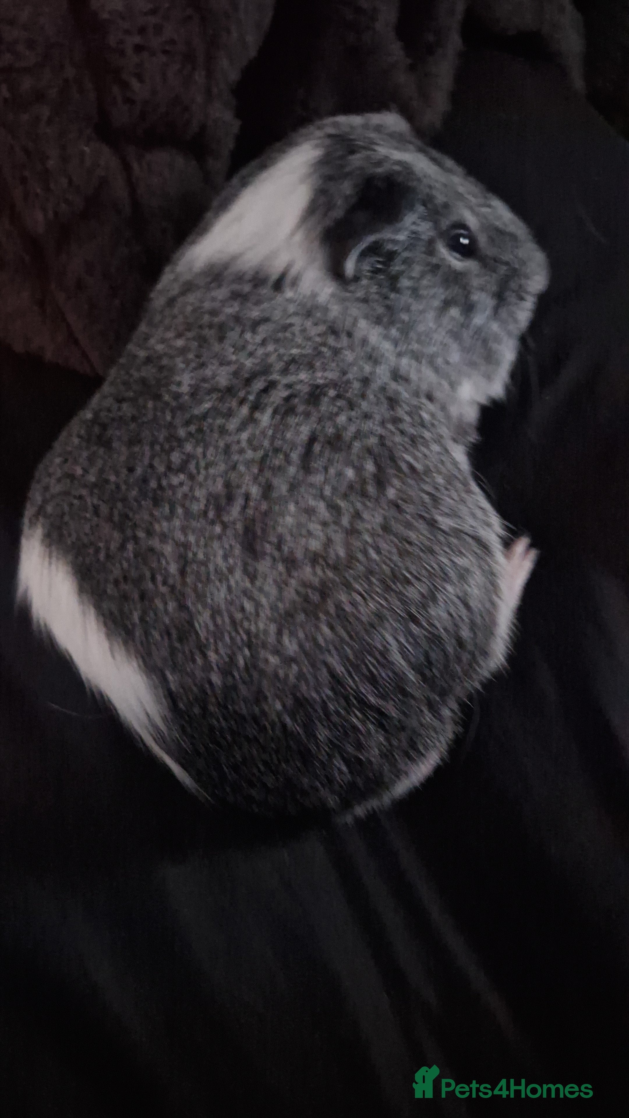 Guinea Pig rodents Male guinea pig  - Advert 1