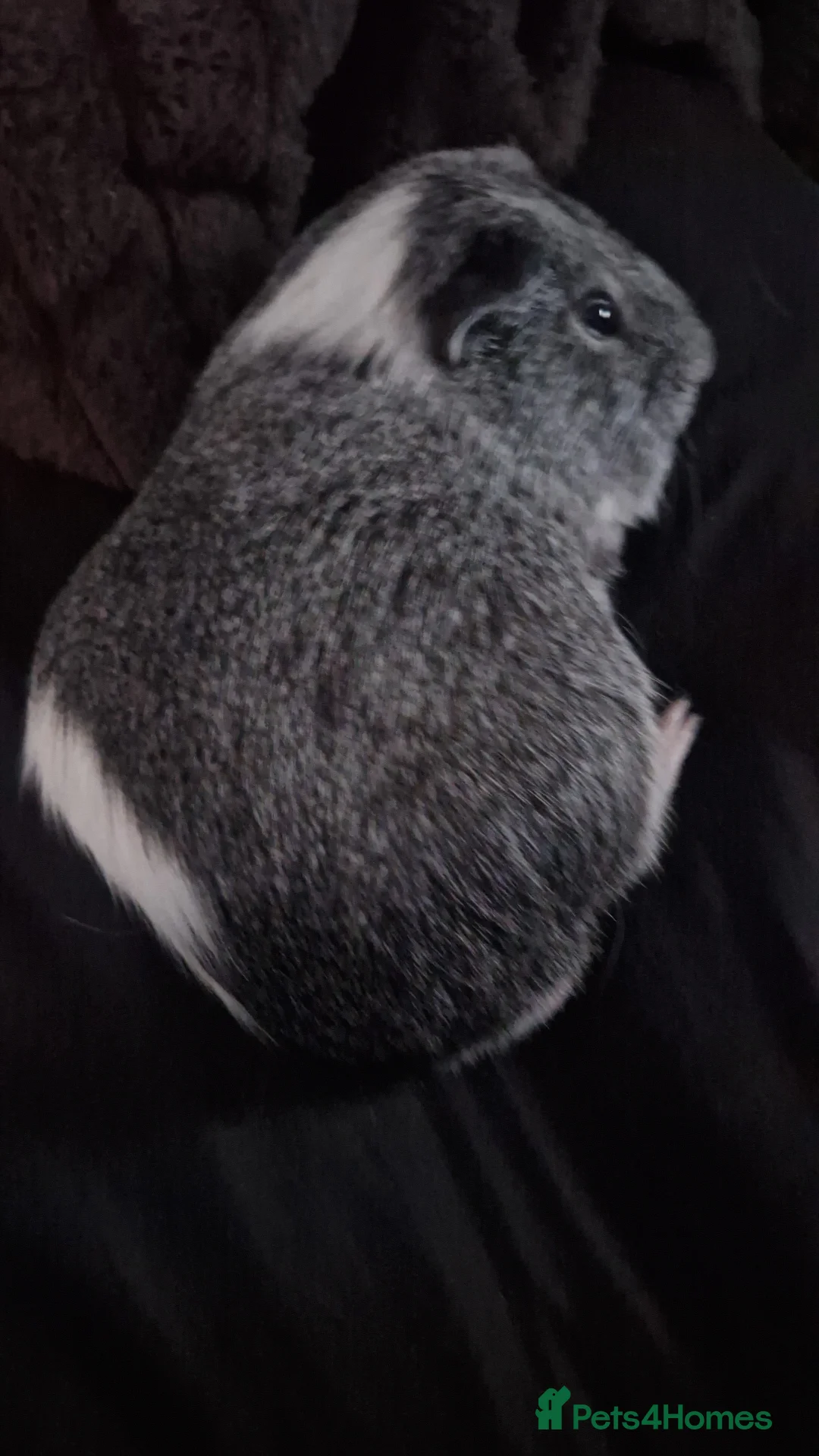 Guinea Pig rodents for sale: Male guinea pig  in Launceston - Advert 1