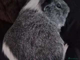 Guinea Pig rodents Male guinea pig - Advert 5