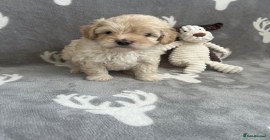 Maltipoo dogs - Advert 10
