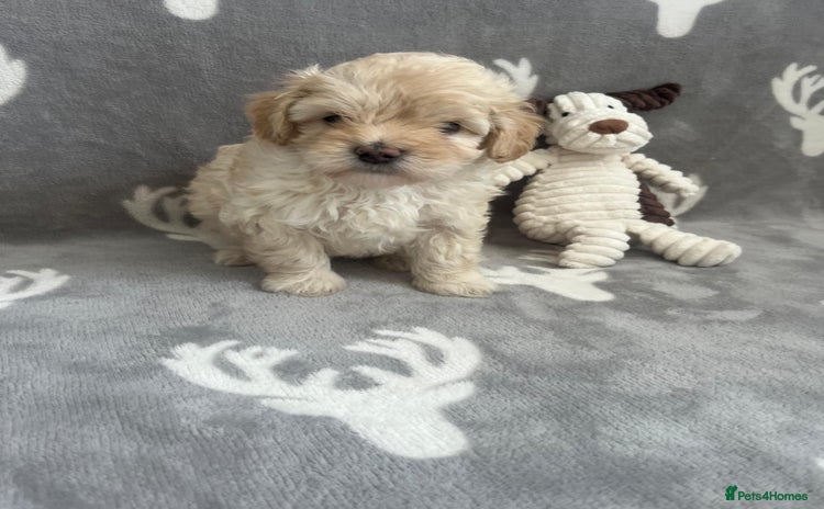 Maltipoo dogs - Advert 4