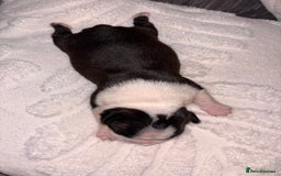 Boston Terrier dogs for sale: Pedigree KC reg Boston-Terrier puppies for sale! - Image 2