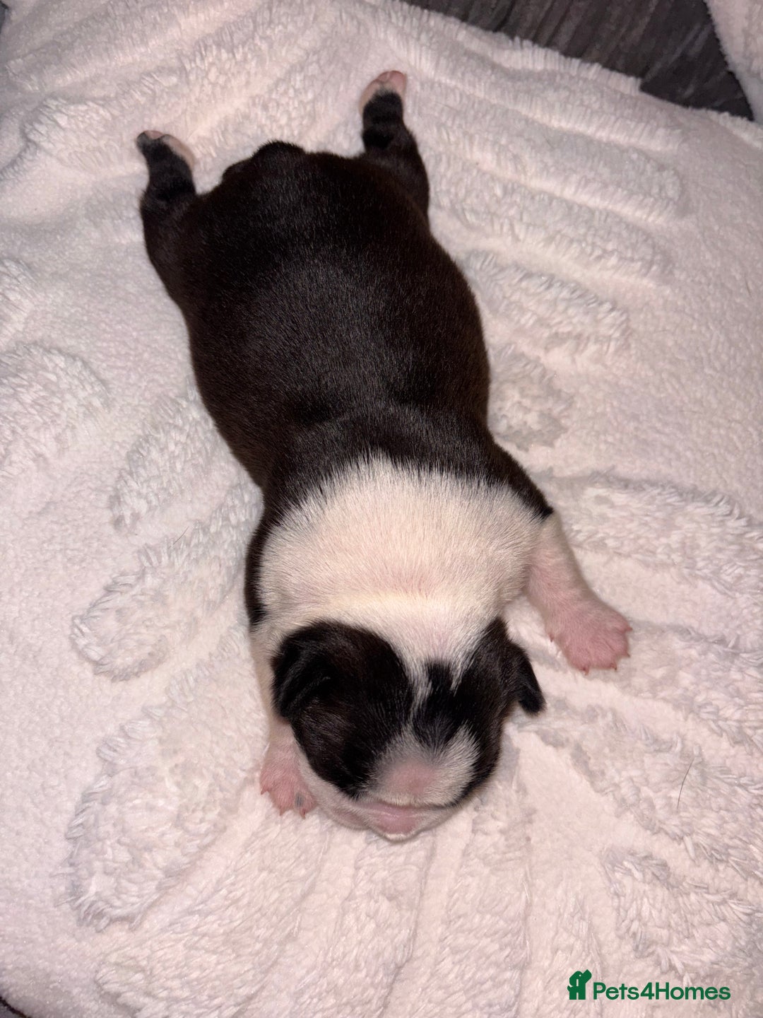 Boston Terrier dogs for sale: Pedigree KC reg Boston-Terrier puppies for sale! - Image 2