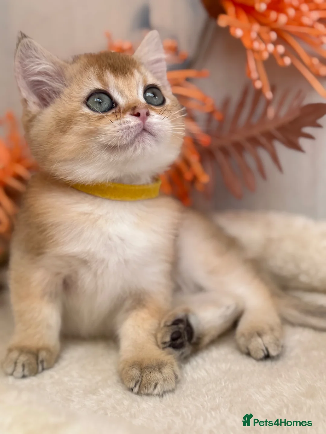 British Shorthair cats for sale: British shorthair blue/black golden kittens GCCF  - Advert 1