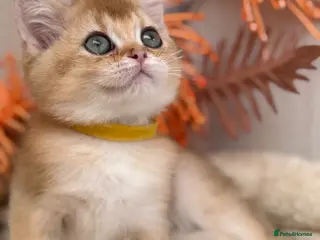 British Shorthair cats British shorthair blue/black golden kittens GCCF - Advert 2