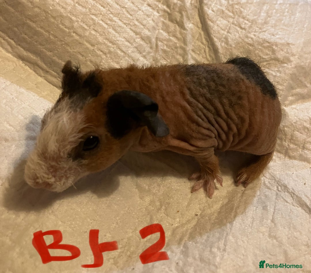 Guinea Pig rodents for sale: Well handled skinny pigs.  - Advert 18