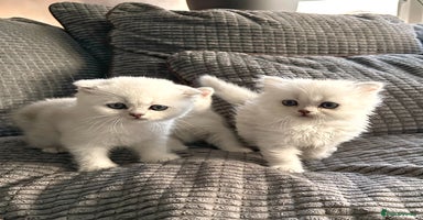 Scottish Fold cats - Advert 7