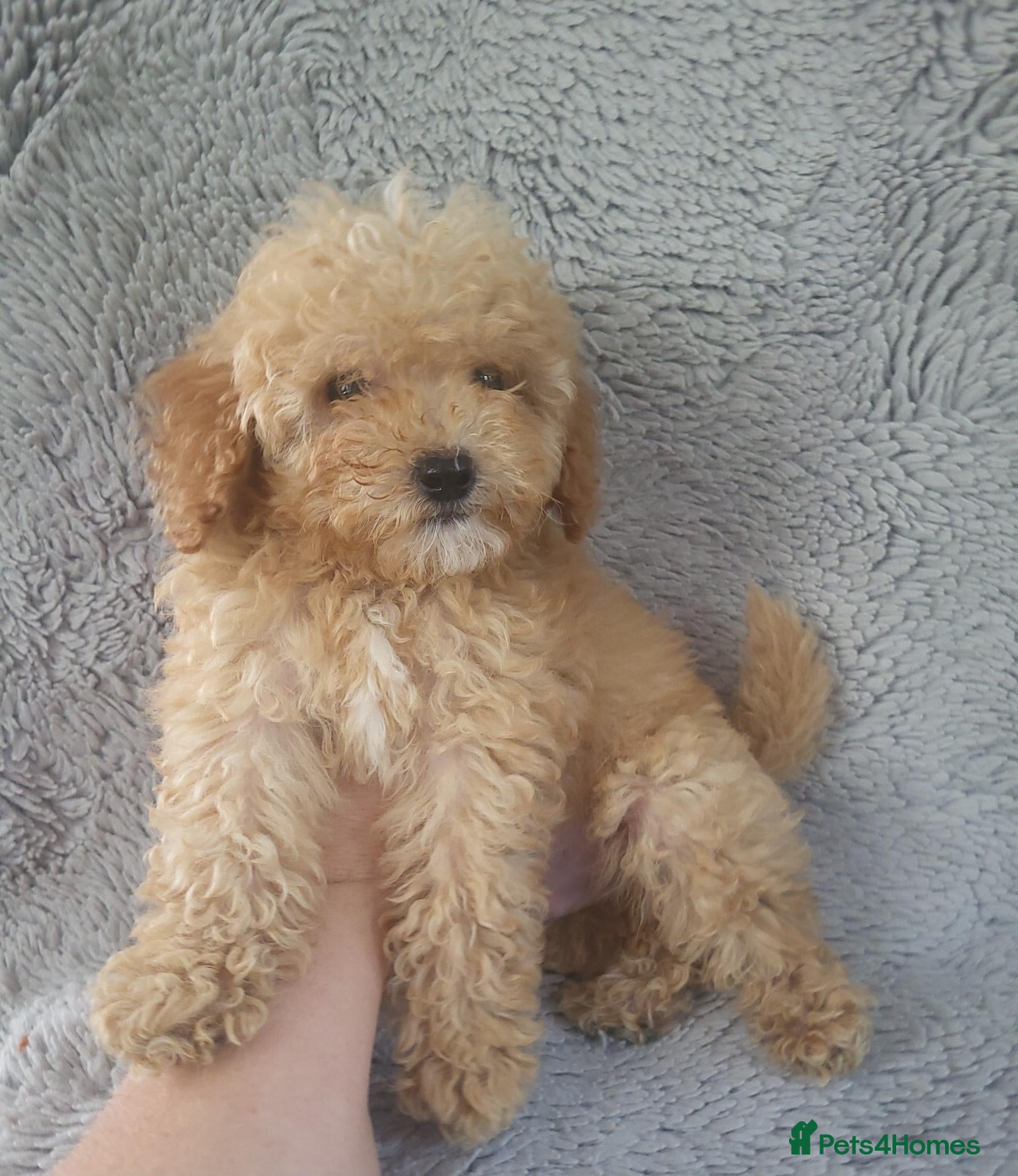 Cavapoo dogs Cavapoo puppies 5🌟 licence breeder  - Advert 2