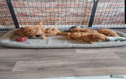Cavapoo dogs for sale: Gorgeous Cavapoo Puppies *Due 15th October* - Image 3