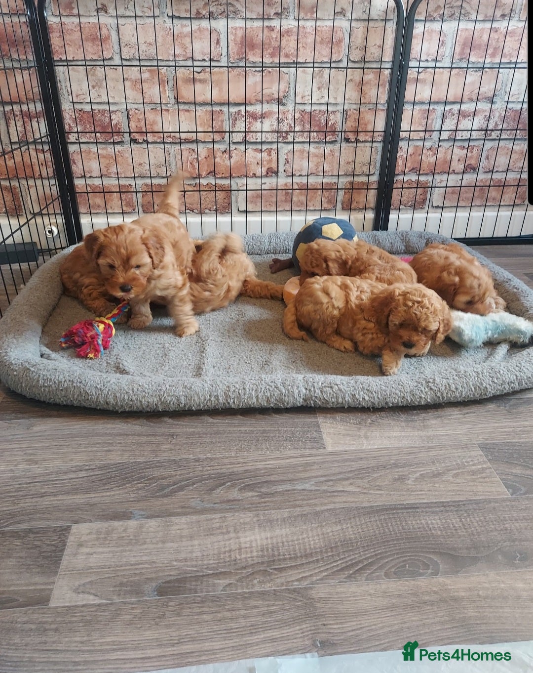 Cavapoo dogs for sale: Gorgeous Cavapoo Puppies *Due 15th October* - Image 3