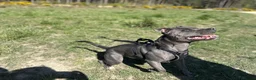 Staffordshire Bull Terrier dogs for stud: Stunning Blue Staffordshire Bull Terrier at Stud in Camberley - Advert 7