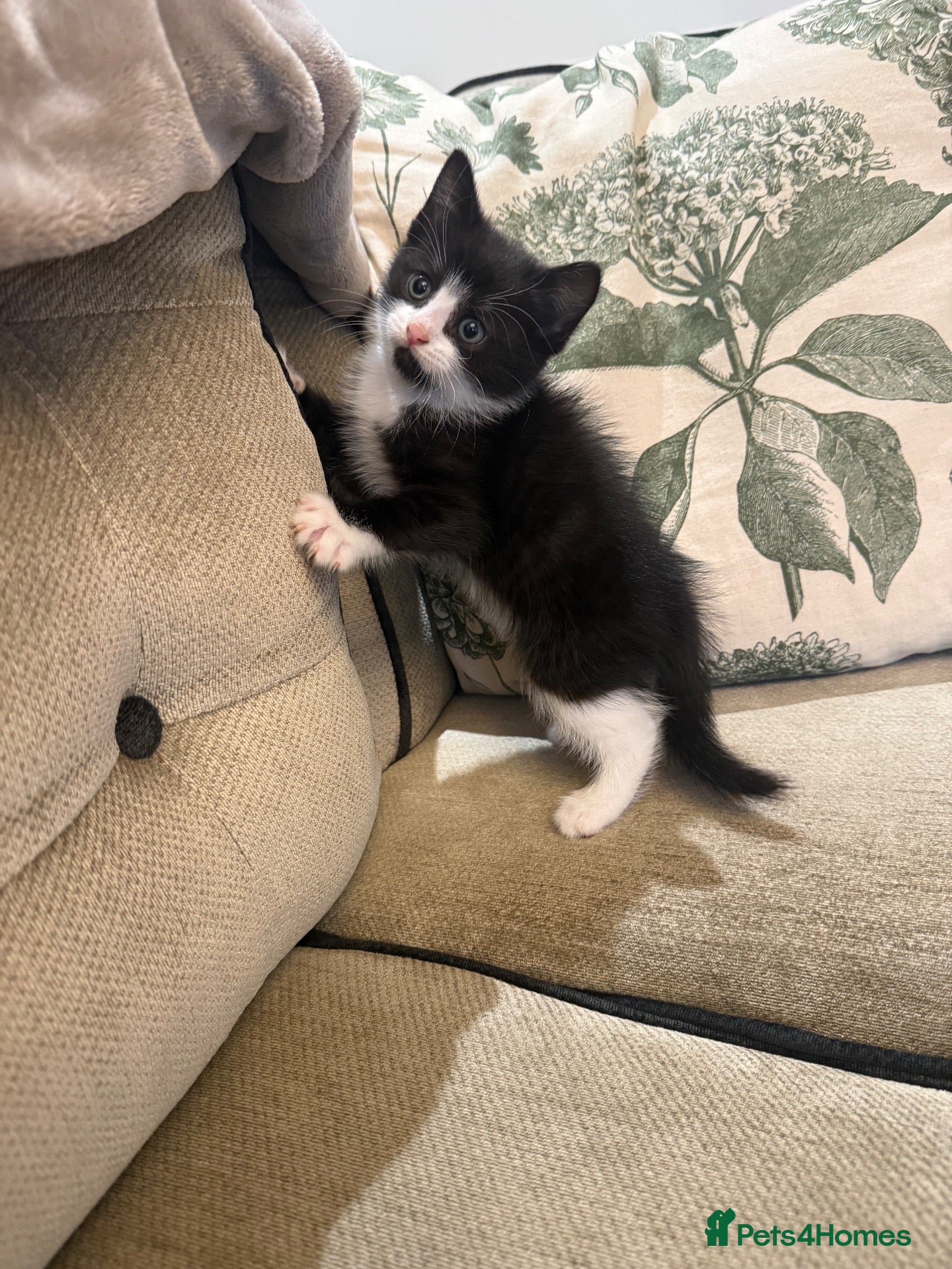 Mixed Breed cats *LAST 2 remaining* Beautiful kittens - Advert 2