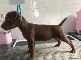 Patterdale Terrier dogs patterdale terrier boy puppies (9 weeks old ) - Advert 16