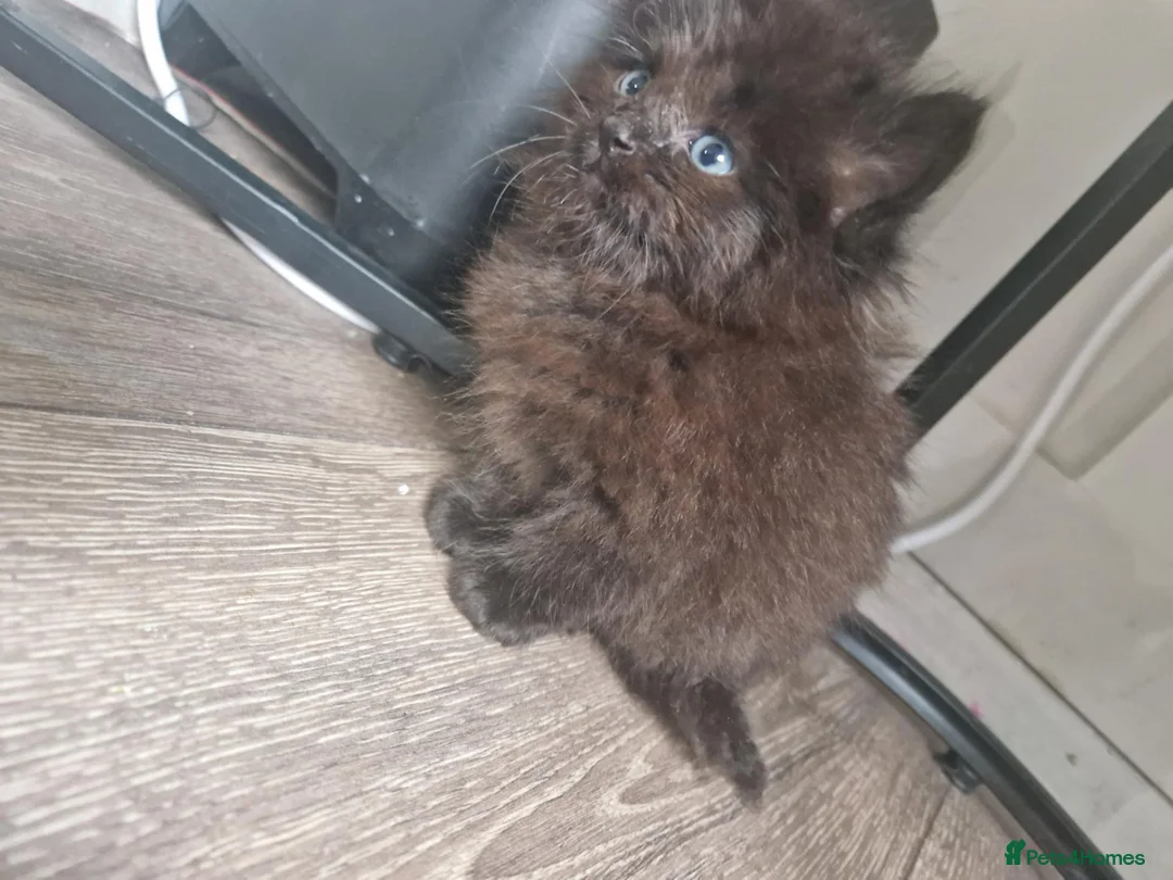 Mixed Breed cats for sale: Ragdoll x - Advert 8