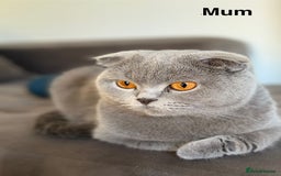 Scottish Fold cats for sale: Scottish straight - Image 38