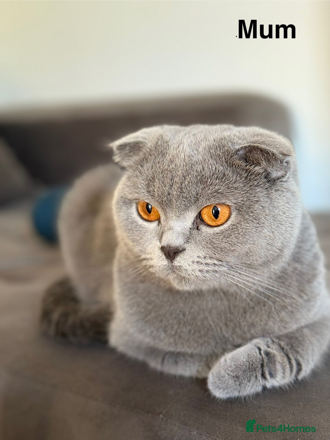 Scottish Fold cats for sale: Scottish straight - Image 38