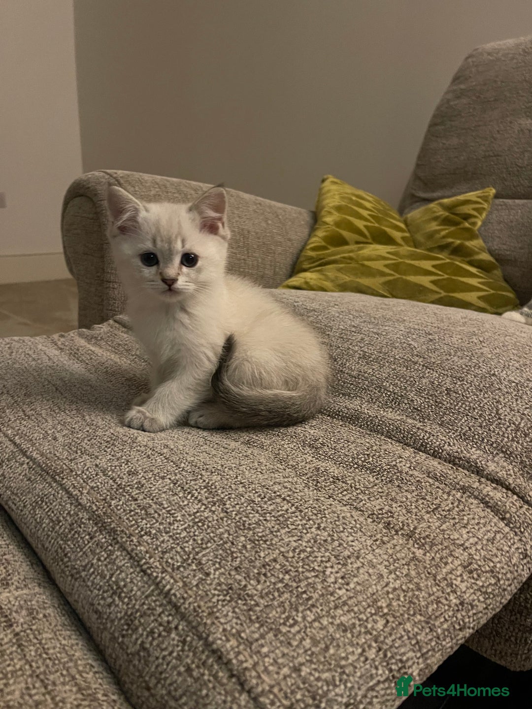 Scottish Fold cats for sale: ✨ STUNNING SCOTTISH FOLD KITTENS ✨ - Advert 8