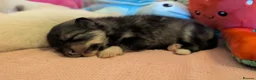 Pomsky dogs for sale: Pomsky Puppies - Advert 4