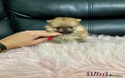 Pomeranian dogs for sale: 🔥Very Tiny🧸 Top Quality  - Image 17