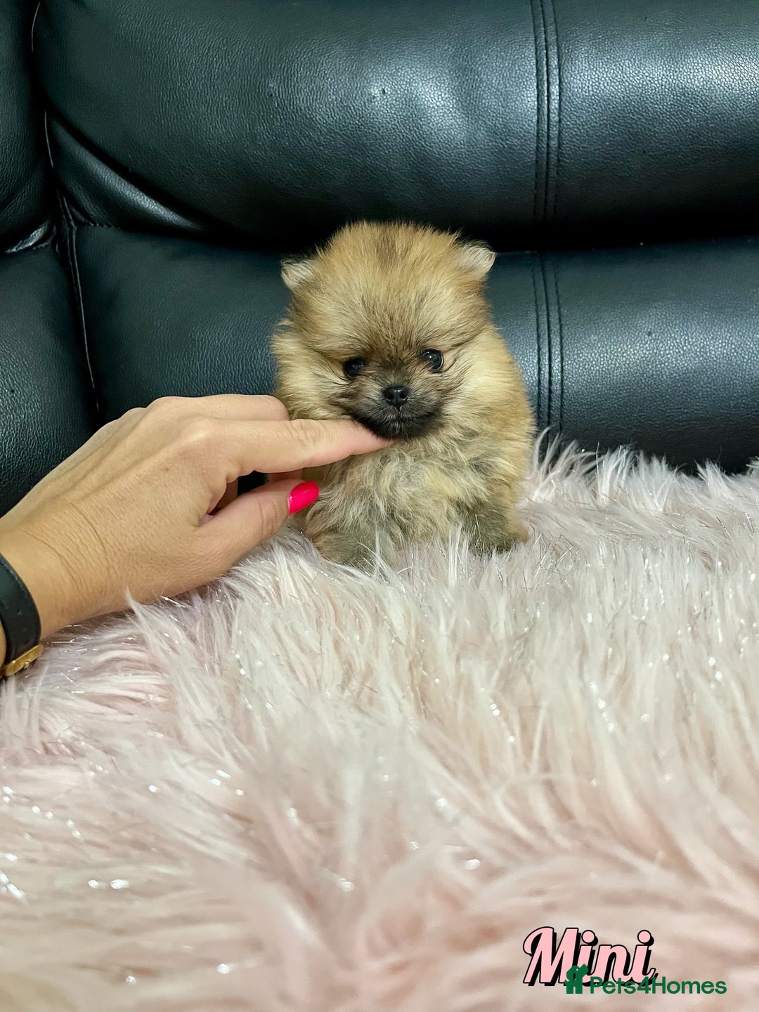 Pomeranian dogs for sale: 🔥Very Tiny🧸 Top Quality  - Image 17