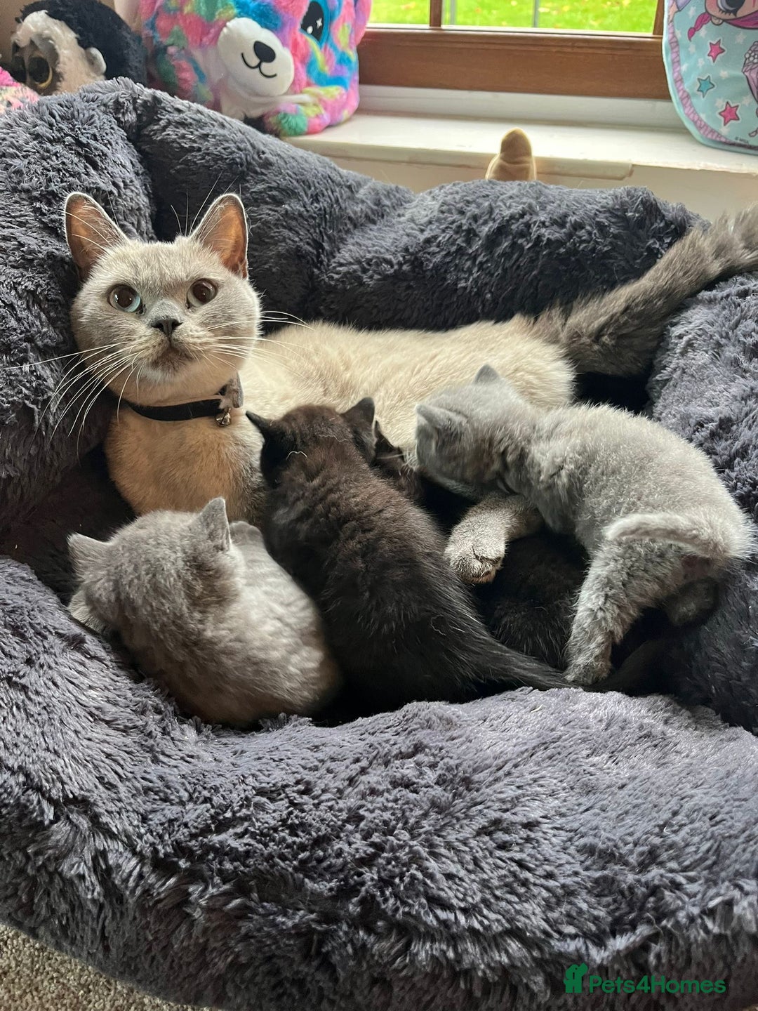 British Shorthair cats for sale: Mixed Breed British Shorthair 🐾 £300 - Image 1