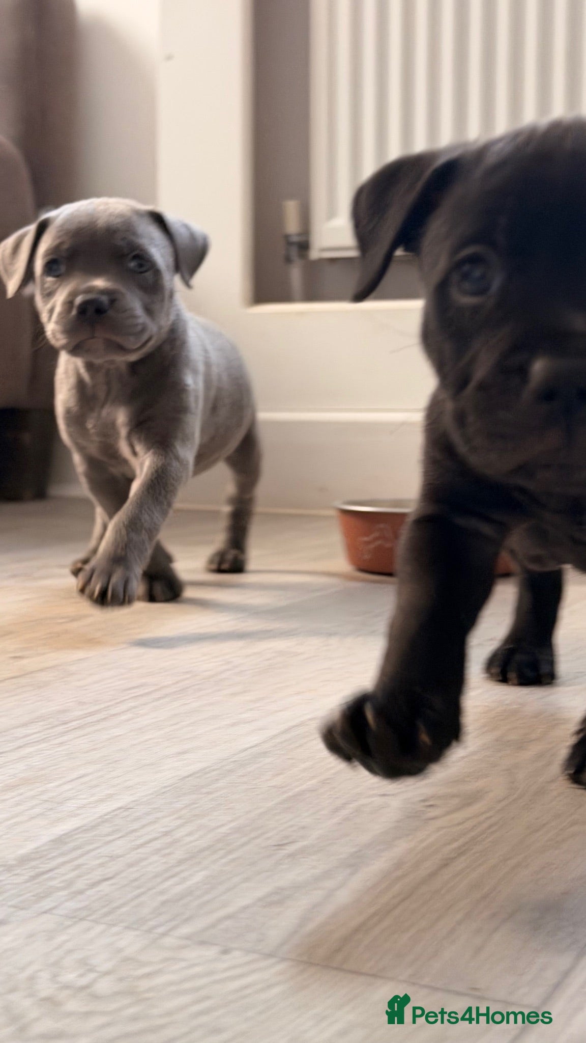 Mixed Breed dogs Staffordshire bull terrier X Cane corso puppies - Advert 6