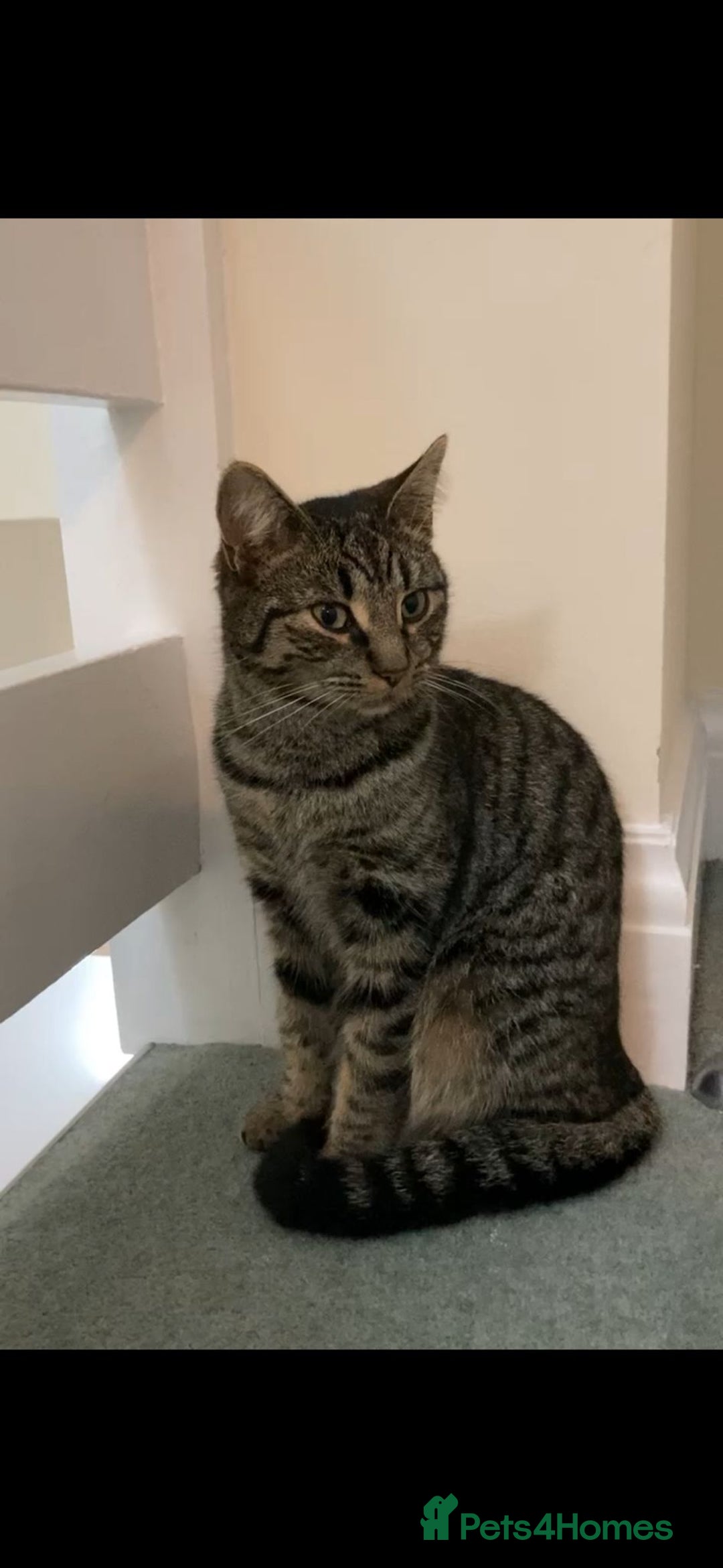 Mixed Breed cats for sale: LOVABLE REHOME CAT! - Advert 2