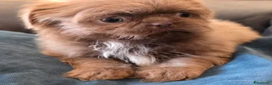 Shih Tzu 3