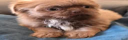 Shih Tzu dogs for sale: Amazing imperial shih tzu puppies ready now - Advert 27
