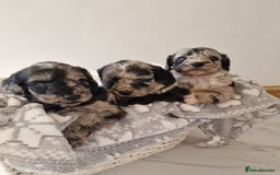 Cockapoo dogs for sale: F1 show type miniature cockapoo  - Image 2