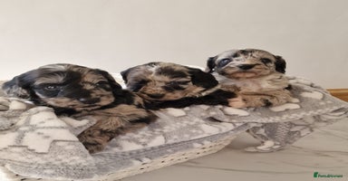 Cockapoo dogs - Advert 2