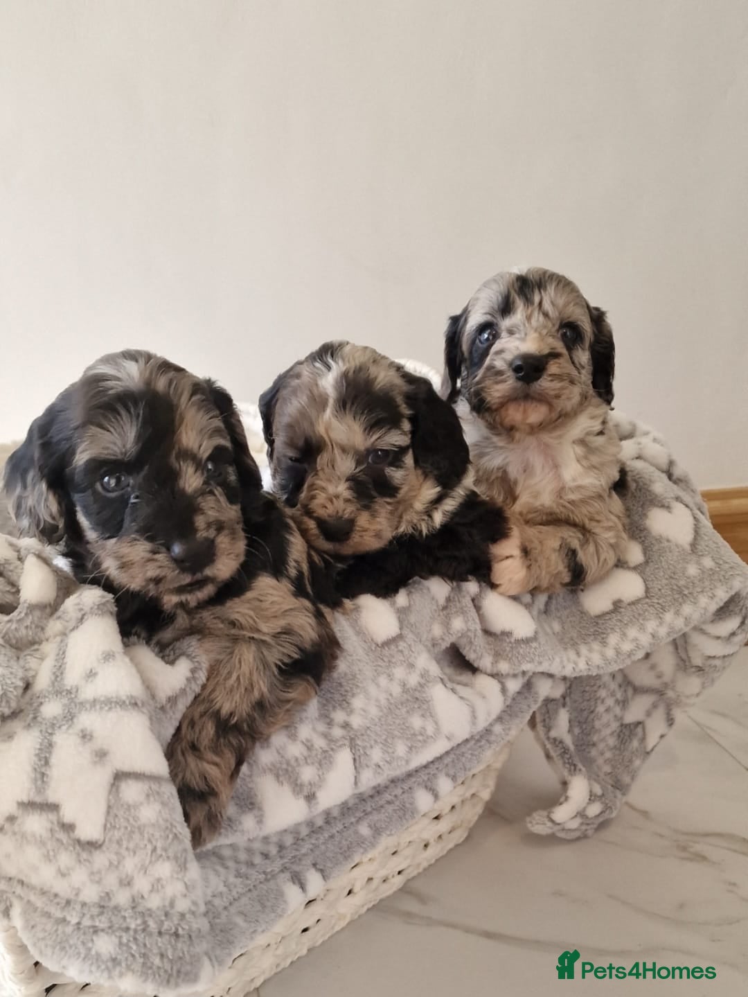 Cockapoo dogs for sale: F1 show type miniature cockapoo  - Image 2