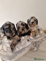 Cockapoo dogs - Advert 2