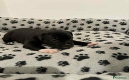 Staffordshire Bull Terrier dogs for sale: Champion lines Staffordshire Bull terrier puppies - Image 34