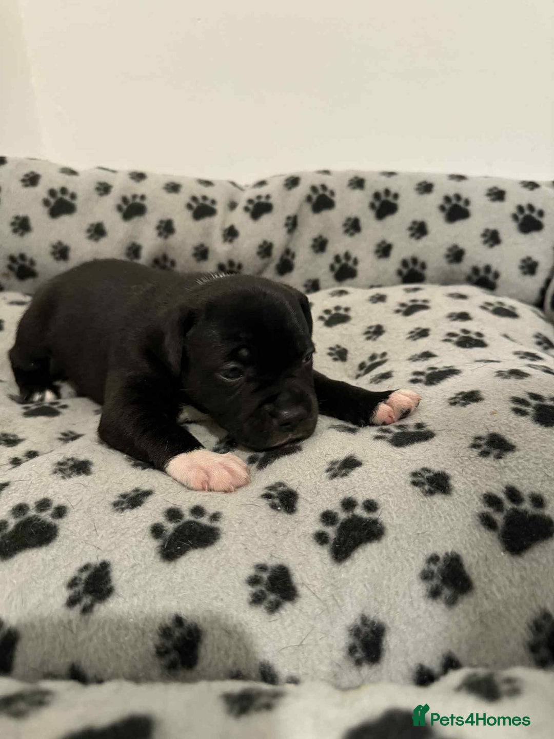 Staffordshire Bull Terrier dogs for sale: Champion lines Staffordshire Bull terrier puppies - Image 34