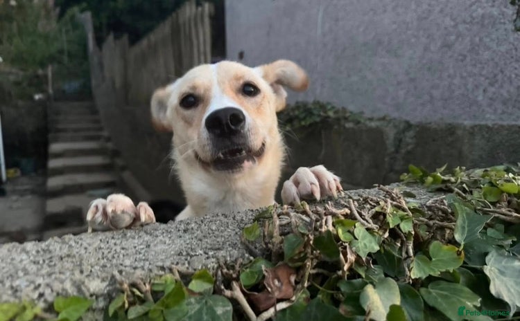 Mixed Breed dogs - Advert 4