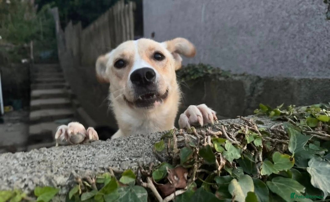 Mixed Breed dogs for adoption: ❤️ Fia ❤️ - Image 1