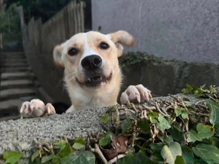 Mixed Breed dogs - Advert 4