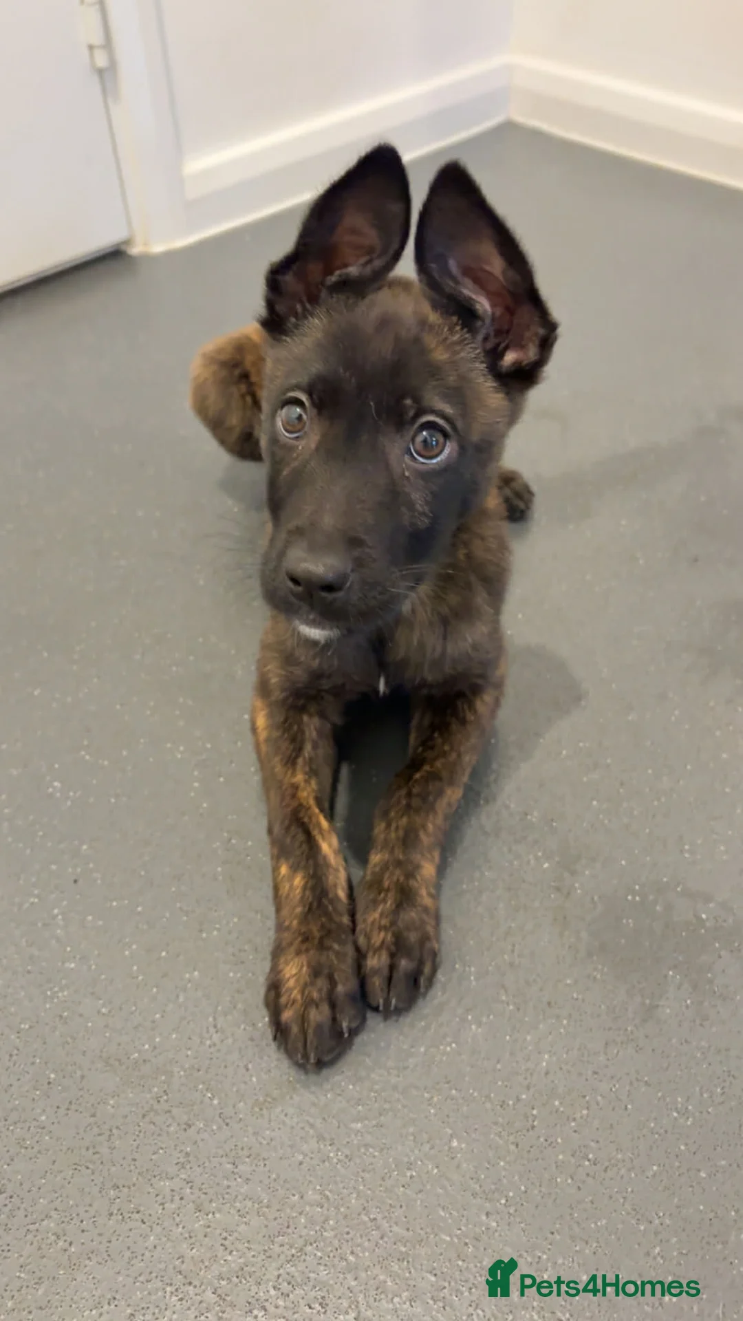 Mixed Breed dogs for sale: Dutch Herder Puppy  - Advert 1