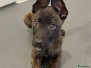Mixed Breed dogs Dutch Herder Puppy - Advert 7