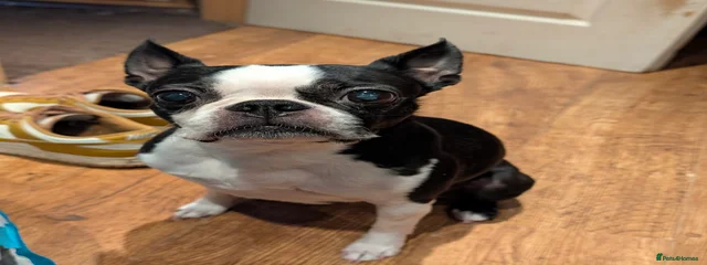 Bella
