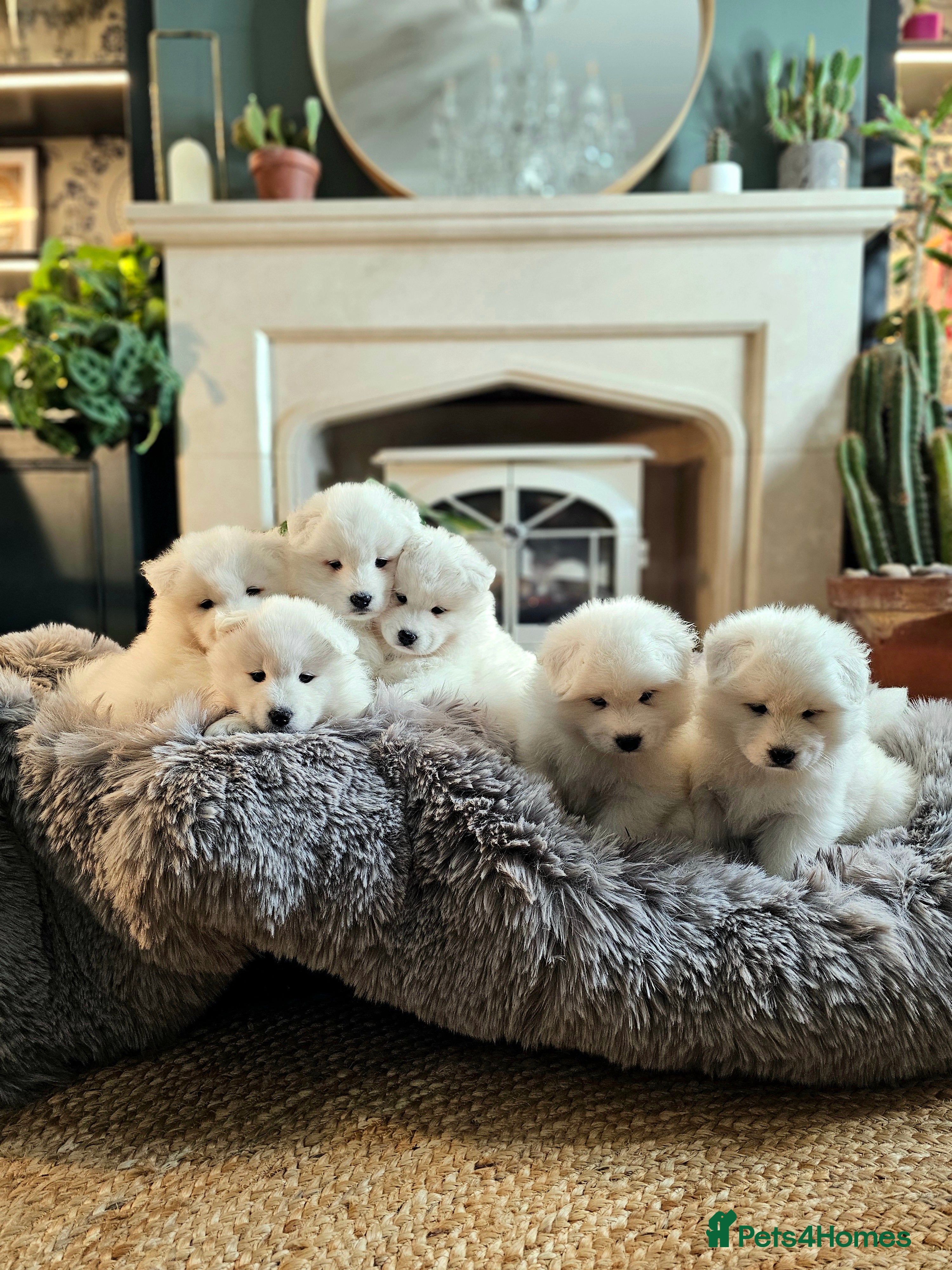 Samoyed dogs ⭐ EXCEPTIONAL BEAR-HEAD PUPPIES ⭐Champion Heritage in Cheadle - Advert 1