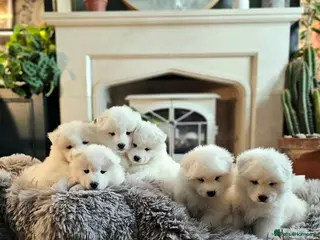 Samoyed dogs ⭐ EXCEPTIONAL BEAR-HEAD PUPPIES ⭐Champion Heritage in Cheadle - Advert 1