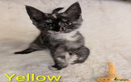 Maine Coon cats for sale: ✨ Stunning Maine Coon Kittens Ready Now ✨ - Image 5