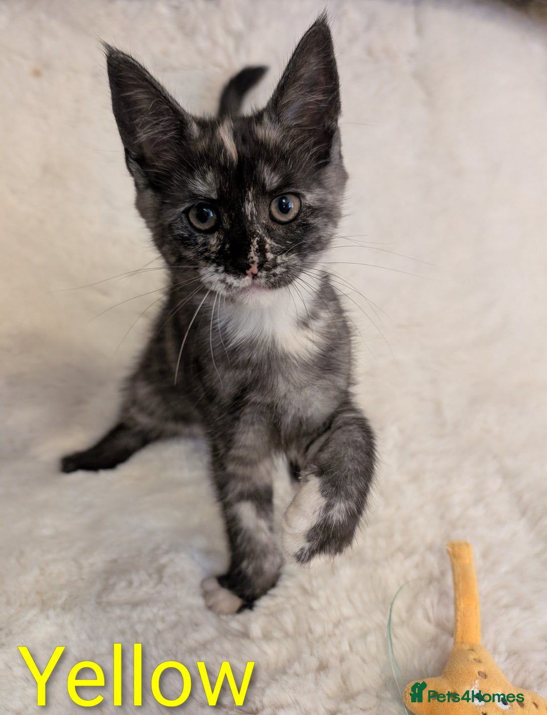 Maine Coon cats for sale: ✨ Stunning Maine Coon Kittens Ready Now ✨ - Image 5