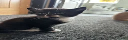 Mixed Breed cats for sale: 3 gorgeous kittens looking to be loved  - Advert 12