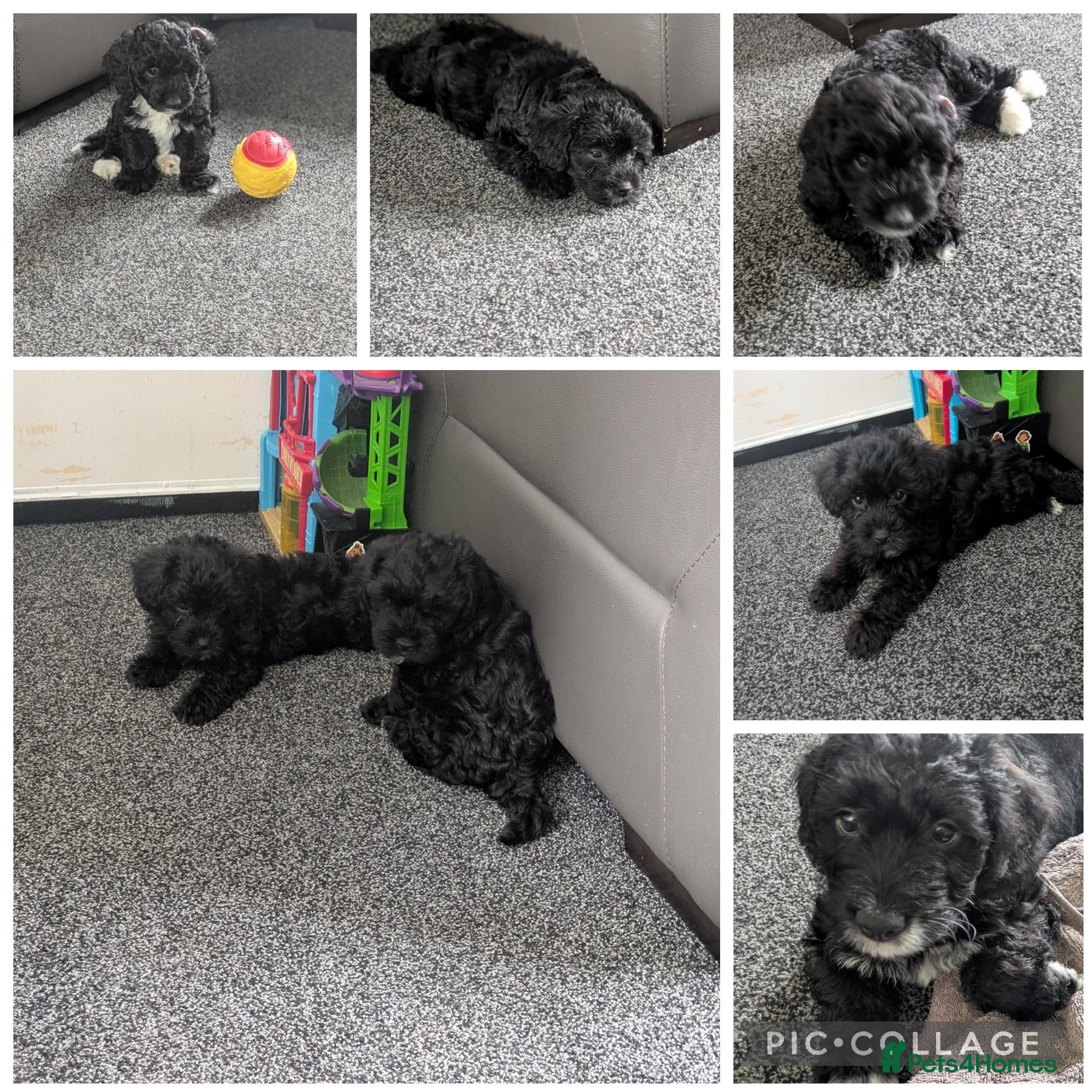 Yorkiepoo dogs READY NOW Gorgeous YORKIEPOO puppys - Advert 1