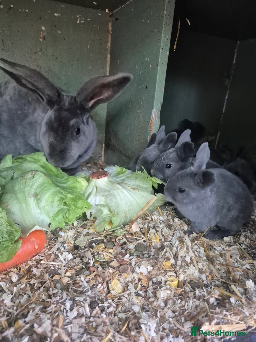 Rex rabbits for sale: Blue opal standard rex rabbits  - Advert 2
